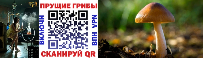 Галлюциногенные грибы мицелий  Бабушкин 